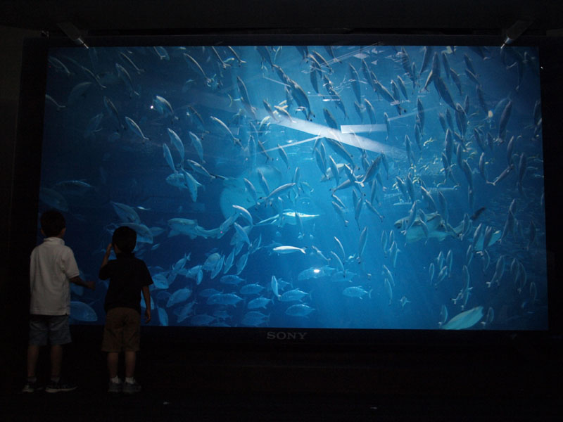 ソニービルで 美ら海水族館 の0型3d映像を上映