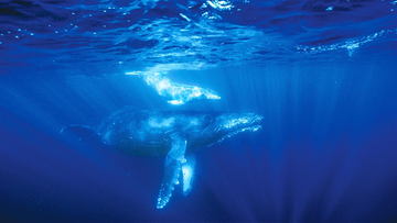 8k撮影のザトウクジラや紺碧の海が高画質uhd に 世界自然遺産 小笠原 Av Watch