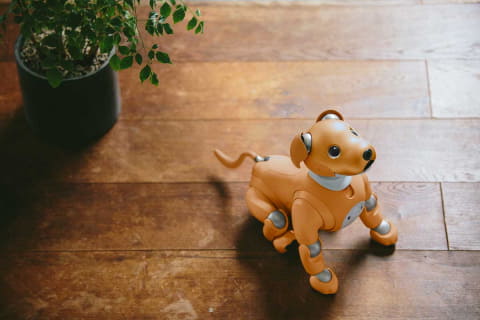 Aiboの新しい仲間は キャラメル ブリュレ 年新色 Av Watch