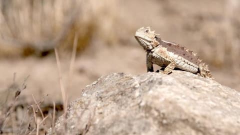 ディスカバリーchとアニマルプラネットが無料放送 自宅待機中の皆さまに Av Watch