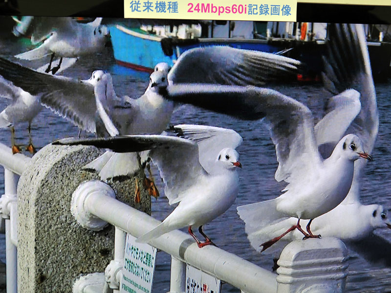 従来機種の1080i撮影動画から1枚の静止画を切り出し、テレビに表示したところ