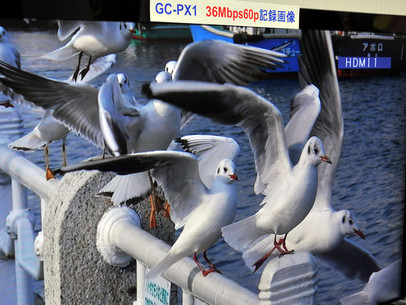 1080pの動画から切り出したもの。ビットレートの違いもあるが、羽の部分などのディテールを比べると画質の違いがわかる