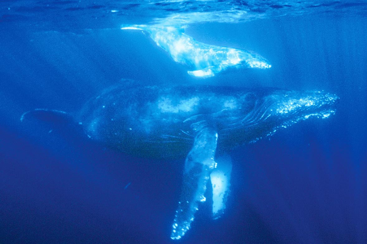 8K撮影のザトウクジラや紺碧の海が高画質UHD BDに。「世界自然遺産 小笠原」 - AV Watch