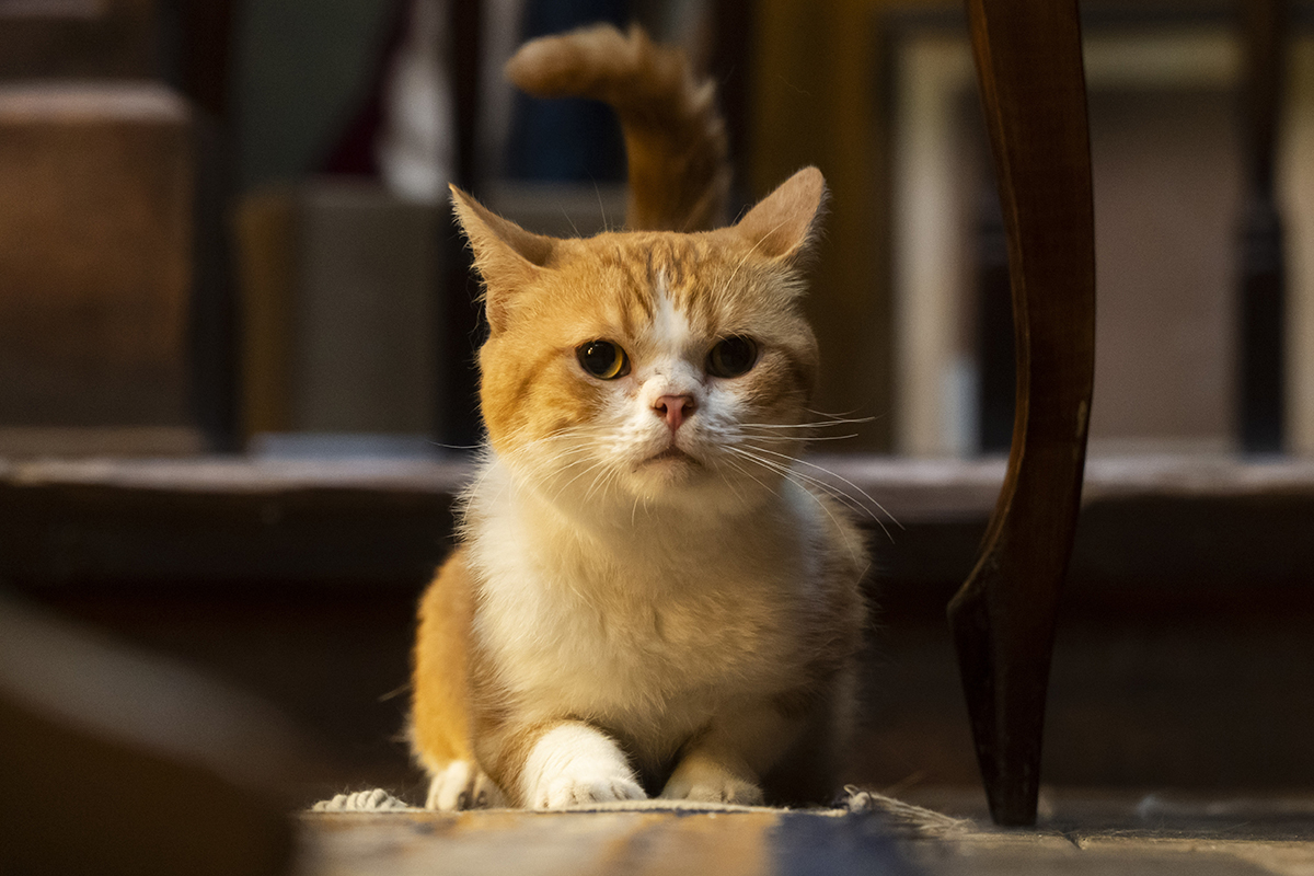 実写版『耳をすませば』“猫のムーン”写真公開 - AV Watch 実写版『耳をすませば』“猫のムーン”写真公開 - AV Watch