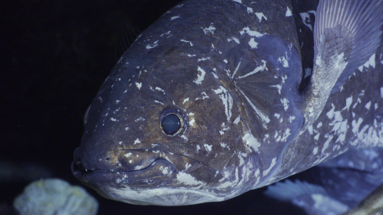 NHK「海底のシーラカンス王国」が4K/HDR放送。今夜19時半から - AV Watch